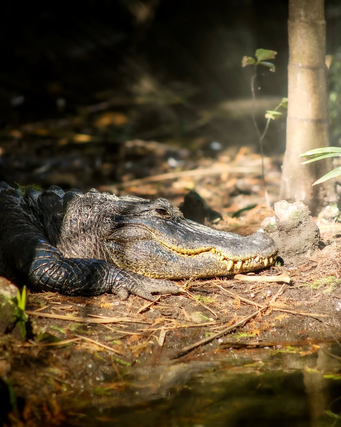 Wildlife photography by Zack Jenkin