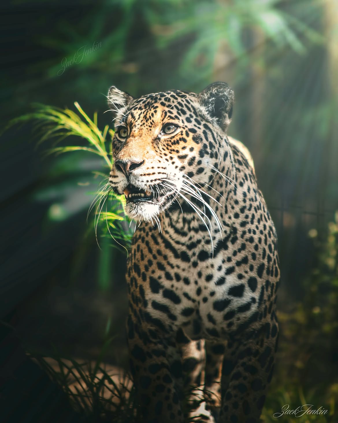 Wildlife photography by Zack Jenkin