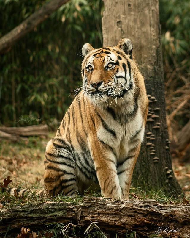 Tiger, Wildlife photography by Zack Jenkin, frame 1